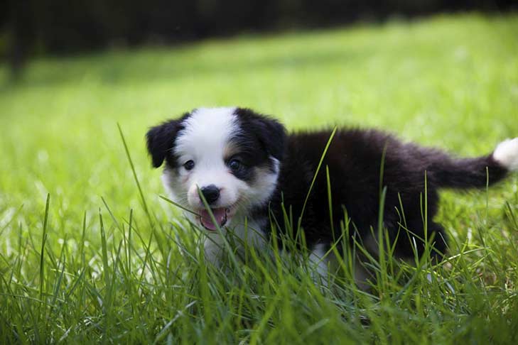 Border Collie
